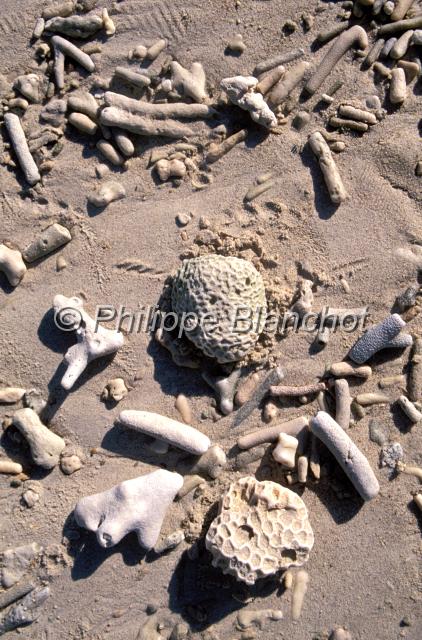 australie queensland 23.JPG - Coraux morts sur une plageQueenslandAustralie